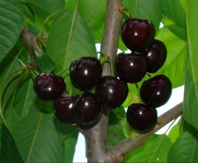 Особливості посадки і догляду за черешнею Дайбера чорна