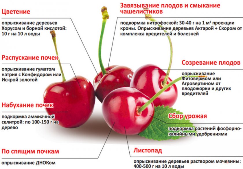 Поэтапная подкормка черешни Поэтапная подкормка черешни
