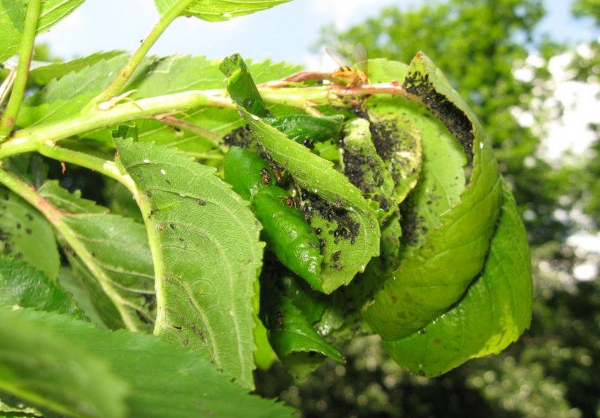 Попелиця на черешні