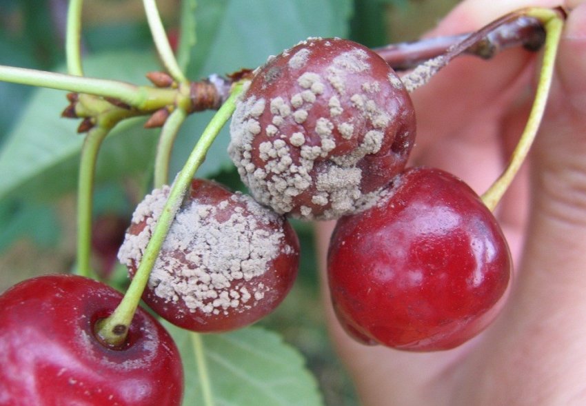 Сіра гниль на черешні