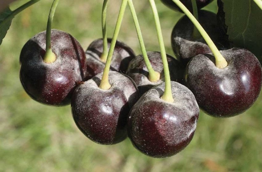 Борошниста роса на черешні