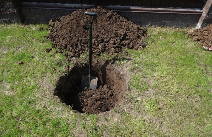 Місце для посадки черешні