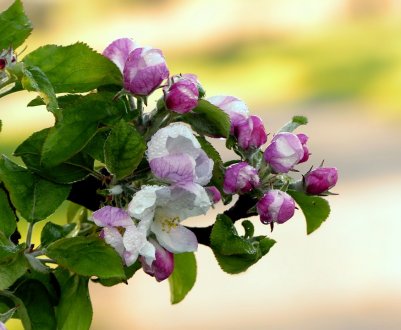 Знайдені і знешкоджені: в садах України знищили виявлених шкідників