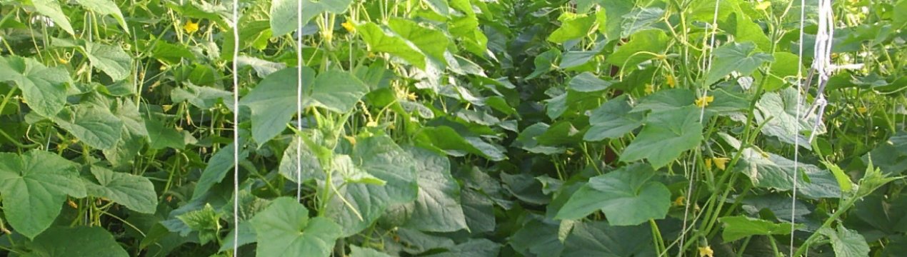 На український ринок надійшли огірки місцевого вирощування з літніх теплиць