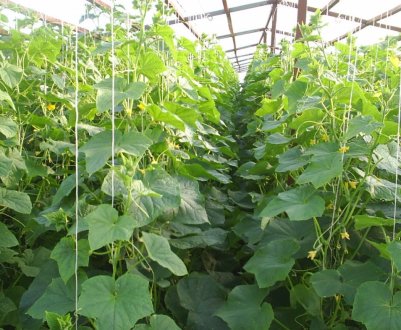 На український ринок надійшли огірки місцевого вирощування з літніх теплиць