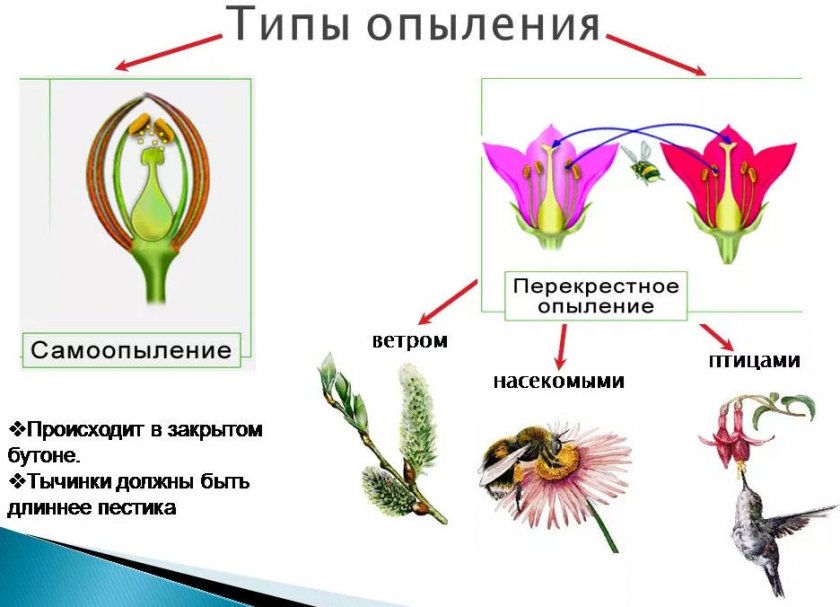 Процесс опыления цветка Процесс опыления цветка