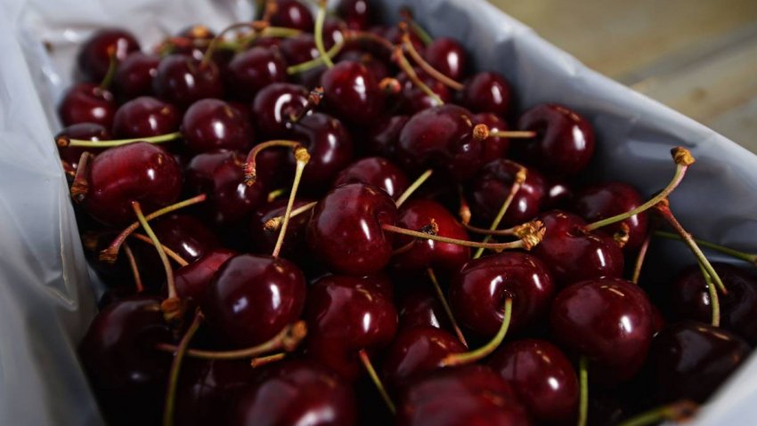 Урожай черешні Дайбера чорна