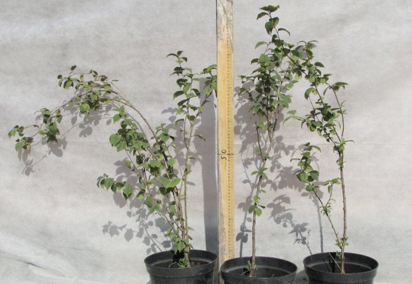 Саджанці вишні