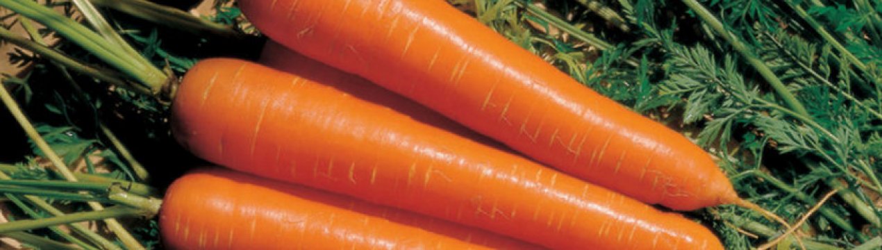 Докладна характеристика та агротехніка вирощування моркви сорту Амстердамська