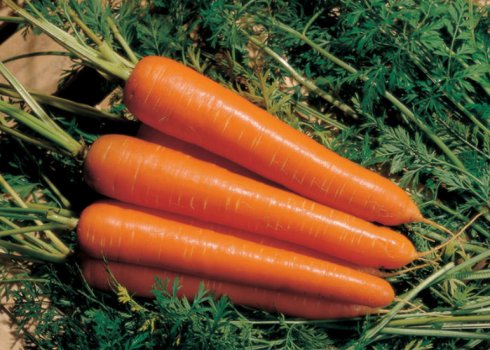 Подробная характеристика и агротехника выращивания моркови сорта Амстердамская