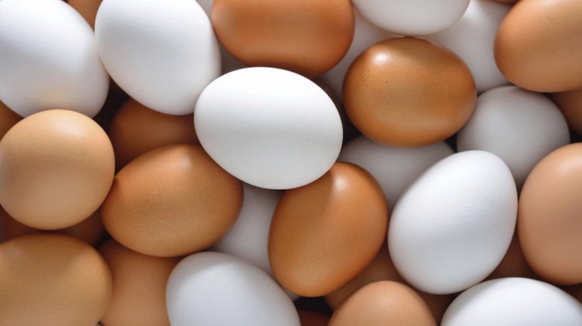 Компанія «Авангард» з Київської області експериментує з виробництвом органічних яєць