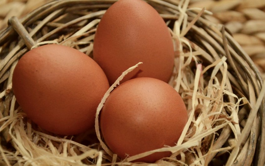 Компанія «Авангард» з Київської області експериментує з виробництвом органічних яєць