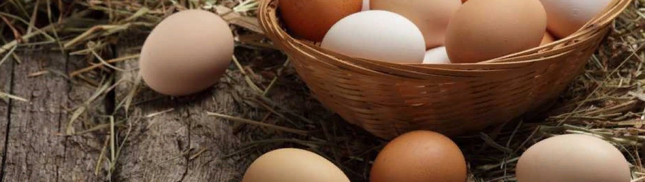 Компанія «Авангард» з Київської області експериментує з виробництвом органічних яєць