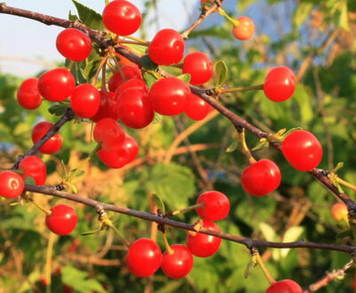 ТОП-10 кращих сортів черешні в Сибіру та їх опис