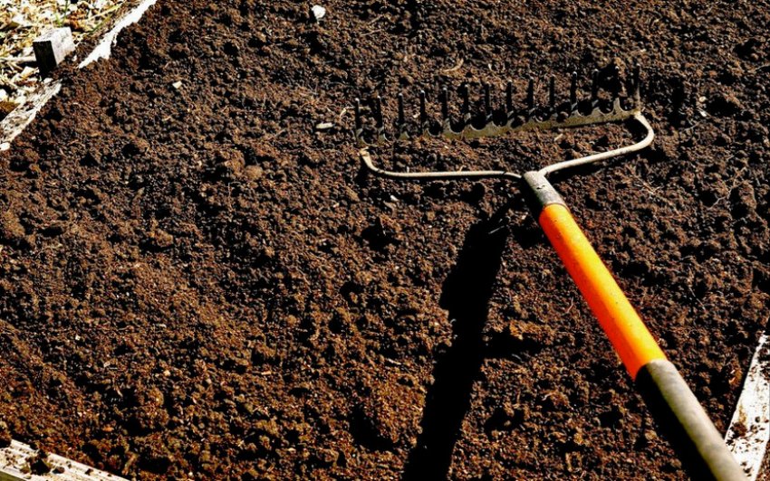 Грунт для посадки моркви Грунт для посадки моркви