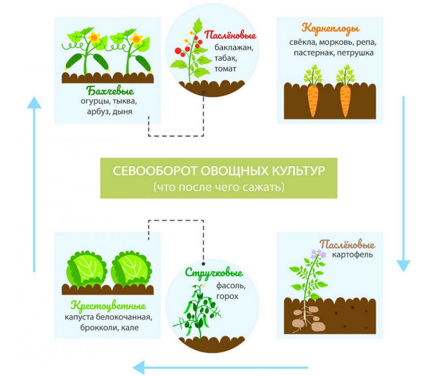Сівозміни овочевих культур Сівозміни овочевих культур