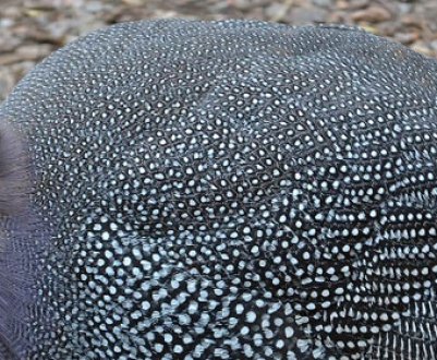 Яйця цесарки: користь і шкода, калорійність, опис