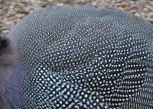 Яйця цесарки: користь і шкода, калорійність, опис