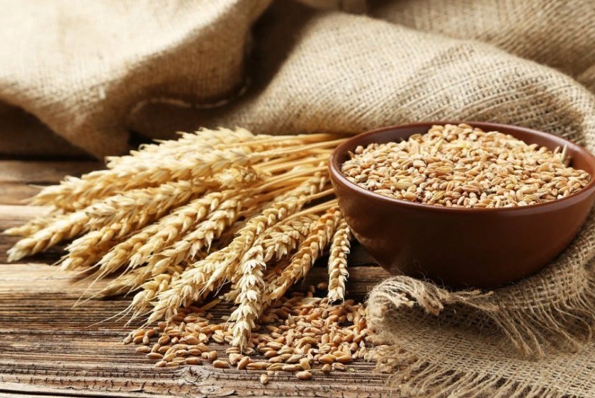 Украинская компания Grain Alliance начала посевные работы Украинская компания Grain Alliance начала посевные работы