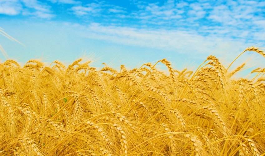 Українська компанія Grain Alliance розпочала посівні роботи Українська компанія Grain Alliance розпочала посівні роботи