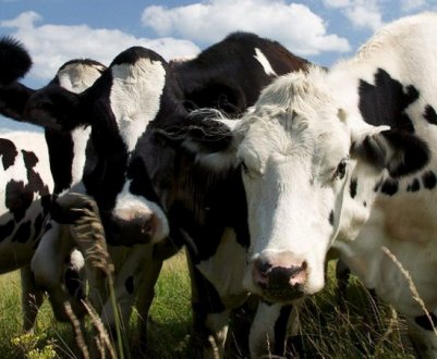 Як лікувати абсцес у корови