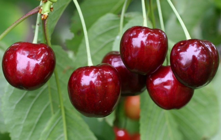 Черешня Аріадна