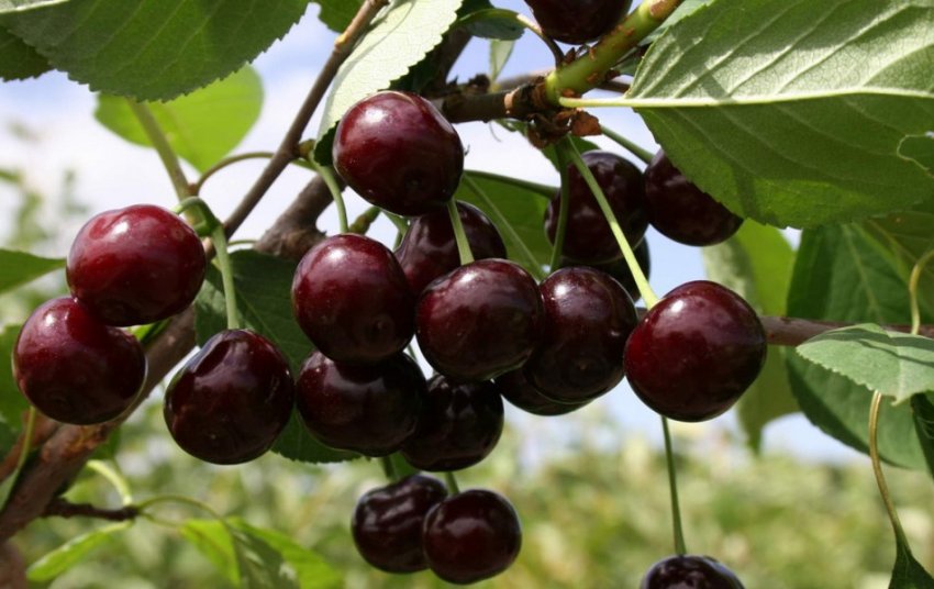 Сорт Бряночка