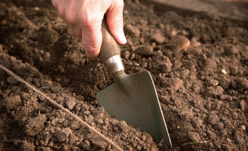 Грунт для посадки моркви Грунт для посадки моркви