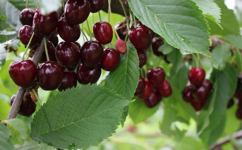 Черешня Веда