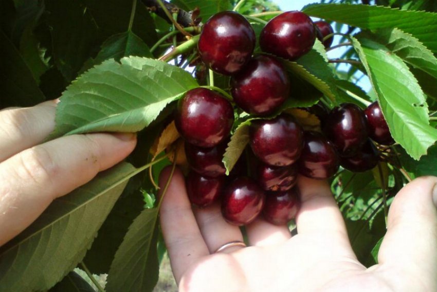 Черешня Овстуженка