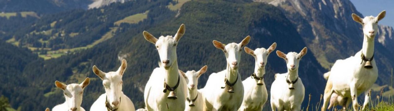 Скільки в середньому коза дає молока на день?