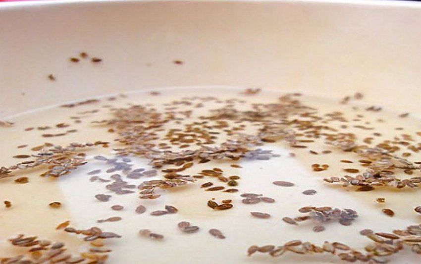 Замочування насіння моркви Замочування насіння моркви