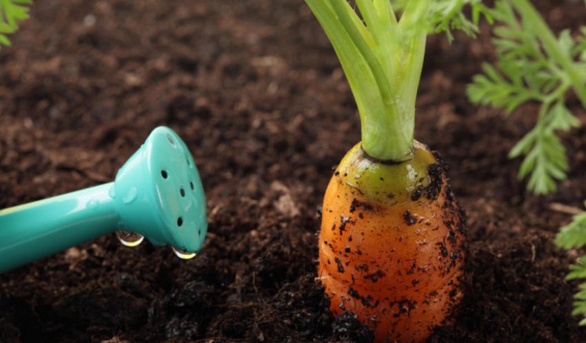 Полив моркви Полив моркви