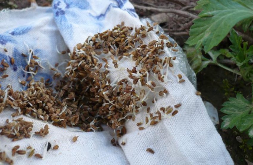 Пророщування насіння моркви Пророщування насіння моркви