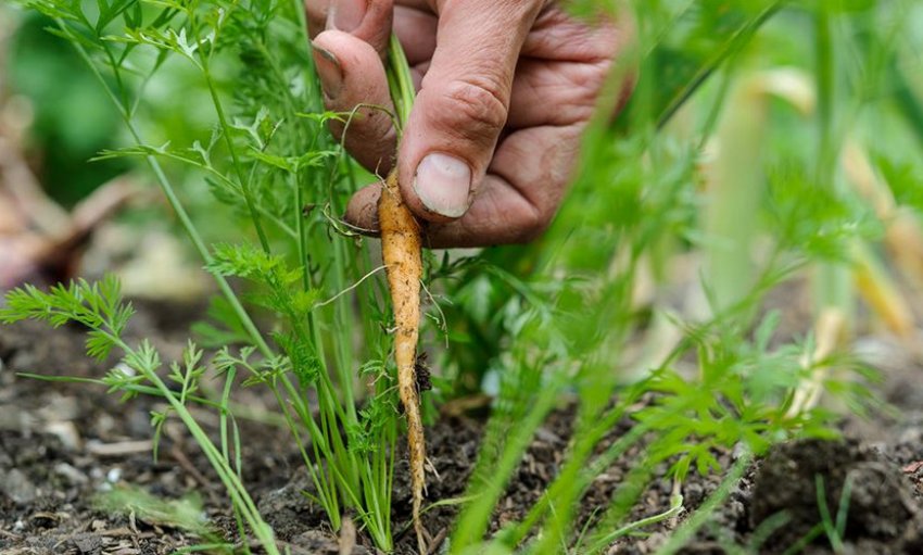 Проріджування моркви Проріджування моркви