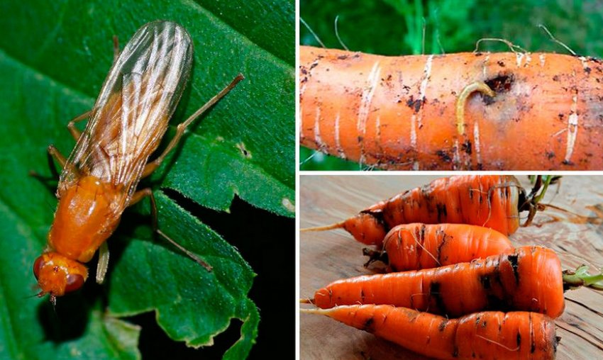 Морквяна муха Морквяна муха