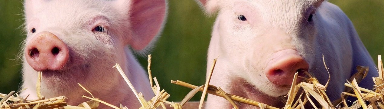 Спалах АЧС зареєстровано в Миколаївській області