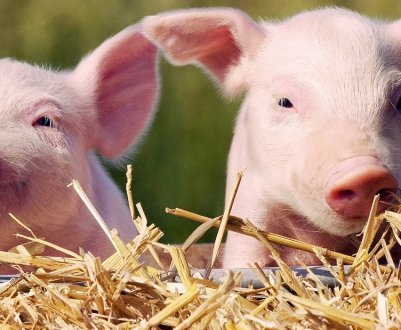 Спалах АЧС зареєстровано в Миколаївській області