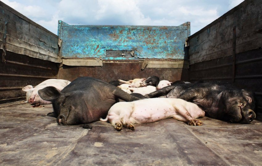 Спалах АЧС зареєстровано у Миколаївській області Спалах АЧС зареєстровано у Миколаївській області