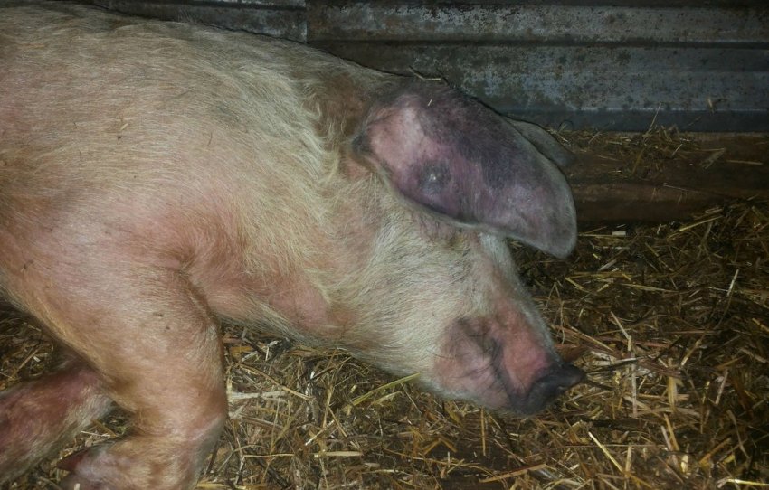 Спалах АЧС зареєстровано у Миколаївській області Спалах АЧС зареєстровано у Миколаївській області