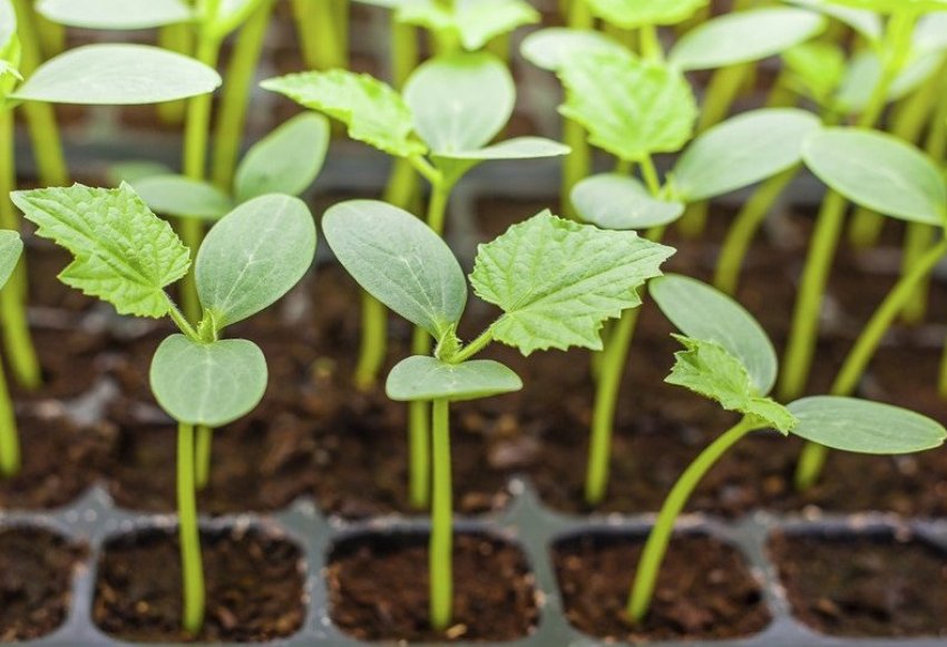 Проростання насіння огірків