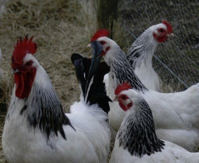 Кури адлерская срібляста: характеристика, догляд та годівля