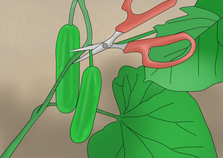 Збір урожаю огірків