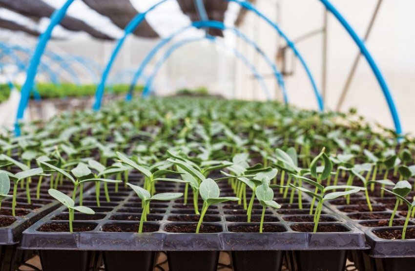 Розсада в парнику Розсада в парнику