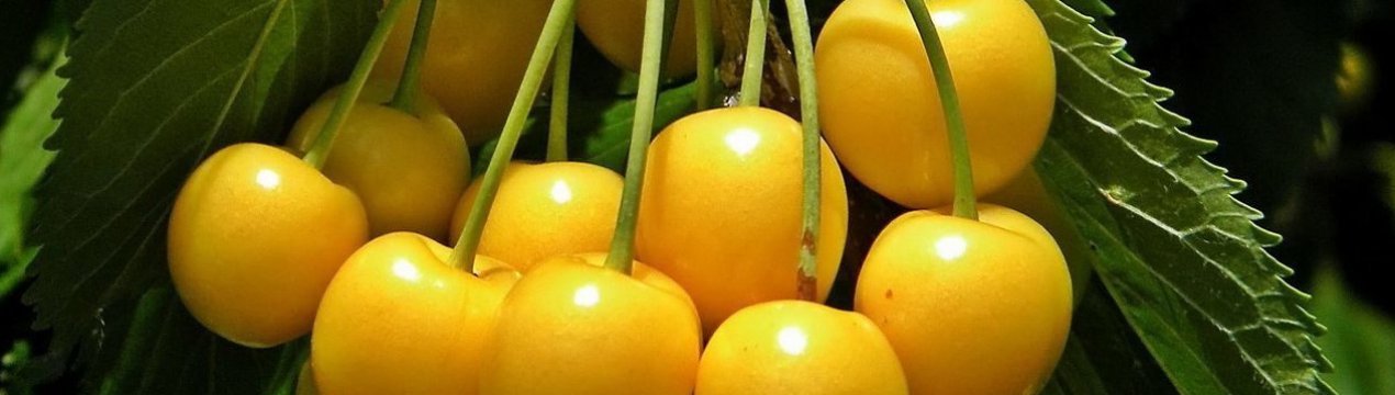 Особливості догляду та вирощування черешні сорту Орловська бурштинова