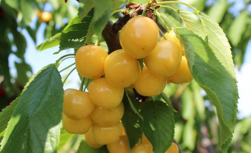 Черешня Орловська янтарна