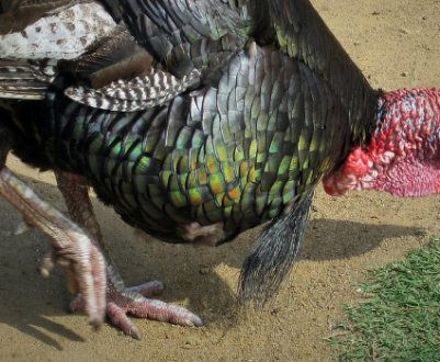 Годування індиків в домашніх умовах