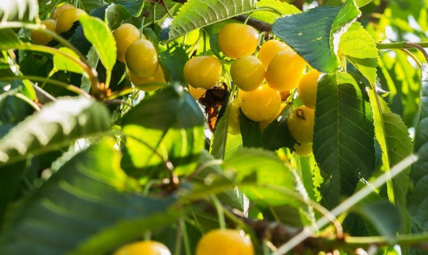 Черешня Орловська янтарна: