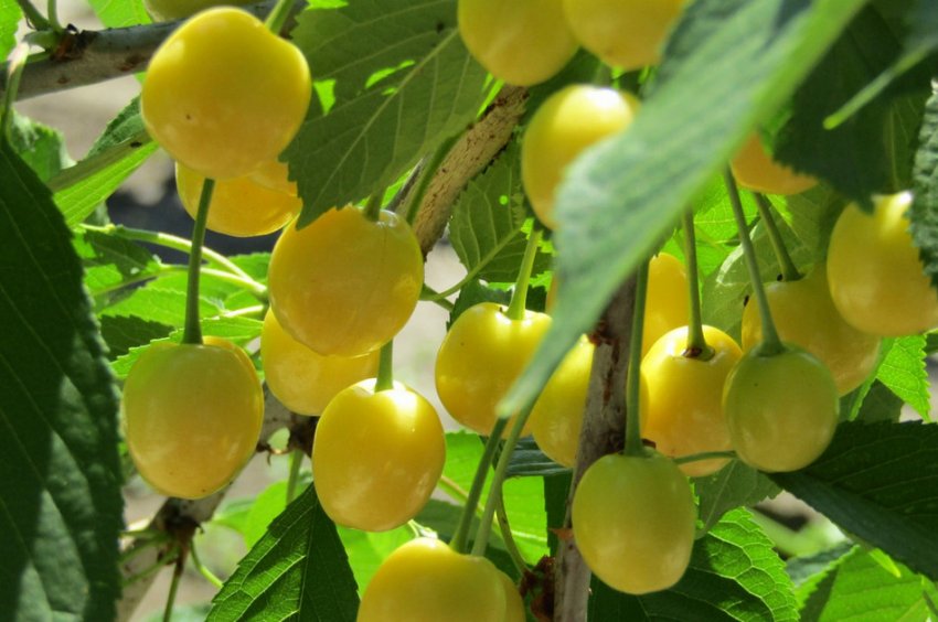 Черешня Орловська янтарна