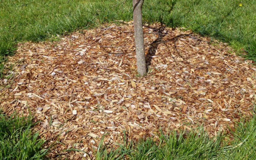 Мульчування черешні